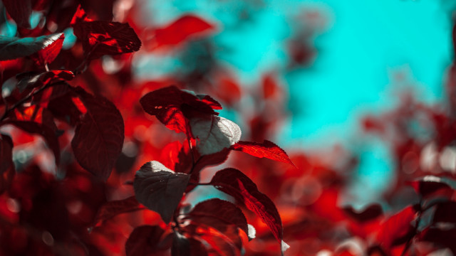 Red white plant sky glow free wallpaper for desktop - medium preview image