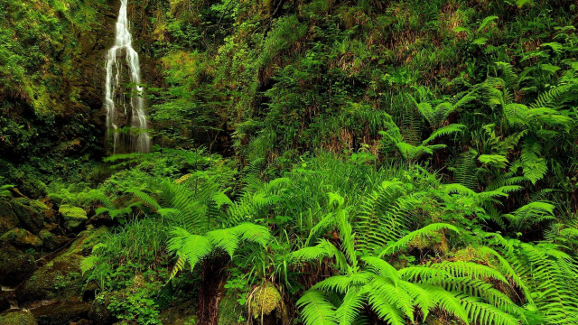 Waterfall lush green jungle new free wallpaper for desktop - medium preview image