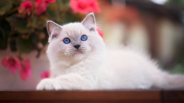 White cat blue eyes potted free wallpaper for desktop - medium preview image