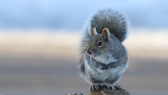 Squirrel rock camera naturalism tiltshift free wallpaper for desktop - medium preview image