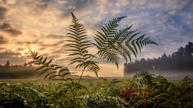 Fern tree sunset clouds mountain free wallpaper for desktop - medium preview image
