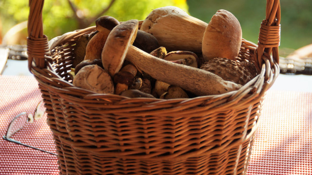Mushrooms basket outdoor autumn green free wallpaper for desktop - medium preview image
