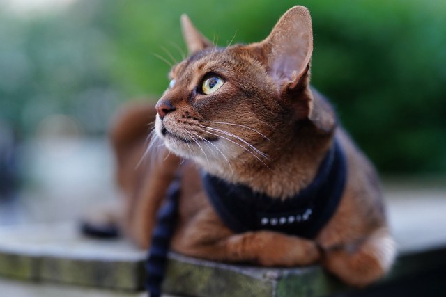 Cat harness ledge looking up free wallpaper for desktop - medium preview image