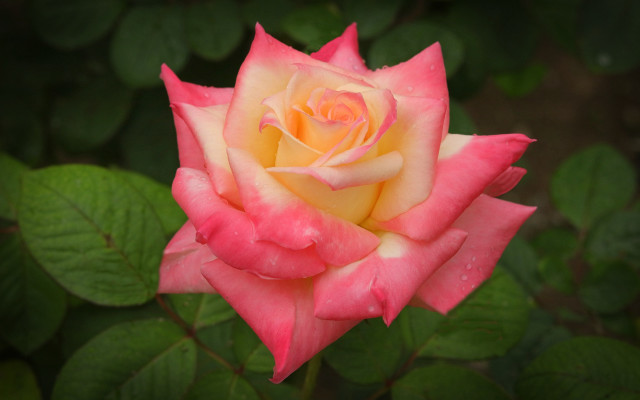Pink yellow rose green leaves free wallpaper for desktop - medium preview image