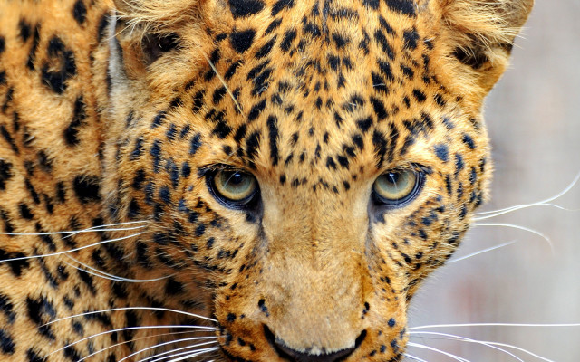 Leopard blue eyes black white free wallpaper for desktop - medium preview image