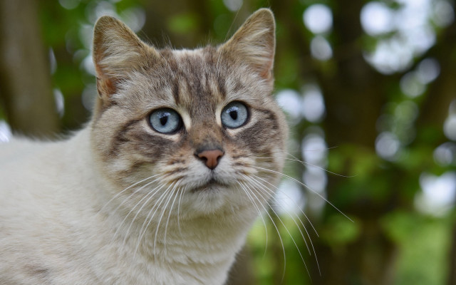 Blue eyes cat bokeh photorealistic free wallpaper for desktop - medium preview image