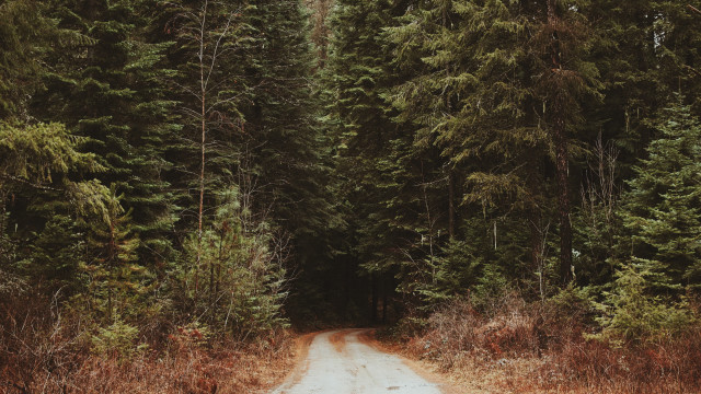 Dirt road tall trees bear free wallpaper for desktop - medium preview image