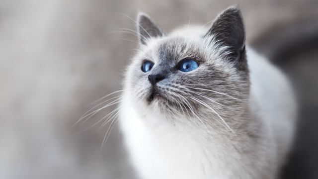 White cat blue eyes blurry #7 free wallpaper for desktop - medium preview image