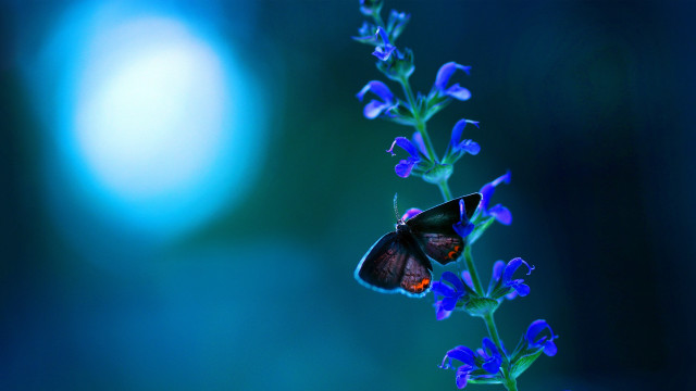 Blue butterfly moonlight flower fairy free wallpaper for desktop - medium preview image