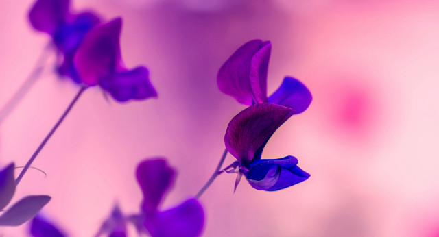 Purple flower blurry background butterfly free wallpaper for desktop - medium preview image