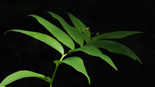 Plant green leaves black background free wallpaper for desktop - medium preview image