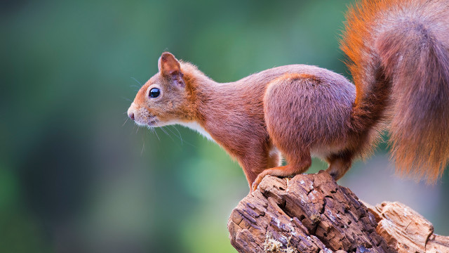 Squirrel tree stump blue eyes free wallpaper for desktop - medium preview image