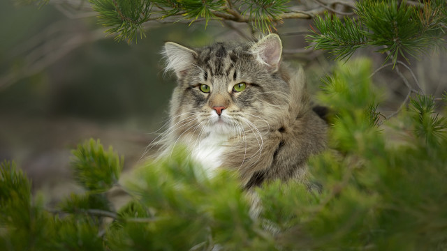 Cat sitting tree sad eye free wallpaper for desktop - medium preview image
