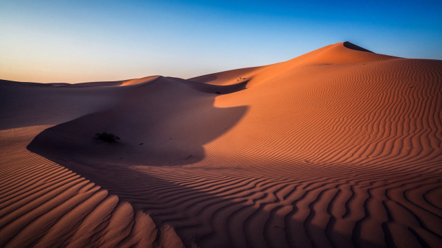 Desert sanddunes singleTree blueSky realistic free wallpaper for desktop - medium preview image