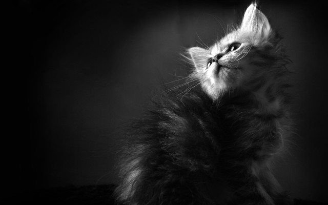 Cat dark sky light shining #2 free wallpaper for desktop - medium preview image