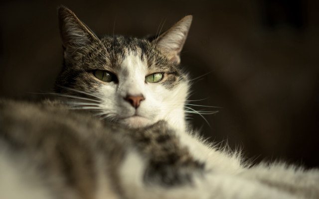 Black cat green eyes renaissance free wallpaper for desktop - medium preview image