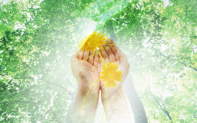 Person holding yellow flower trees free wallpaper for desktop - medium preview image