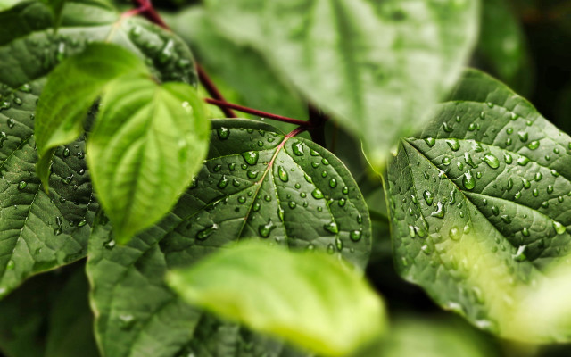 Green leaf water drops bokeh #7 free wallpaper for desktop - medium preview image