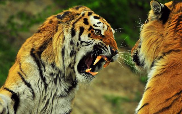 Tiger fight growling zoo wildlife free wallpaper for desktop - medium preview image