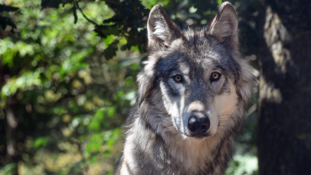 Wolf tree nature sharp focus free wallpaper for desktop - medium preview image
