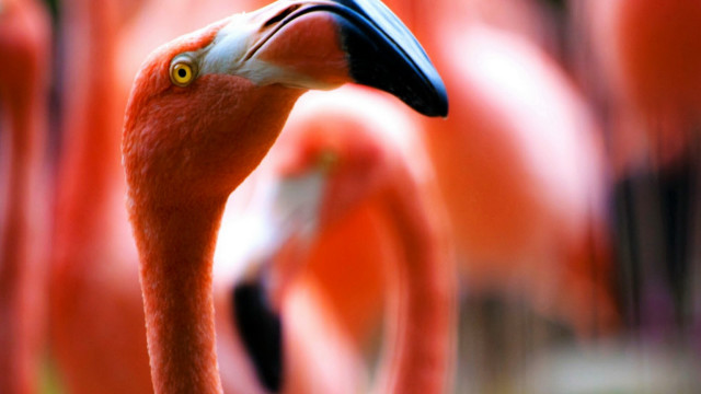 Flamingos group field grass bushes free wallpaper for desktop - medium preview image