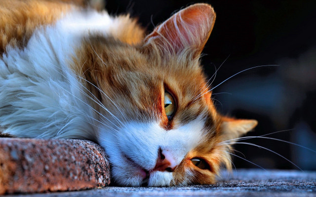 Cat rock sad blue eyes free wallpaper for desktop - medium preview image