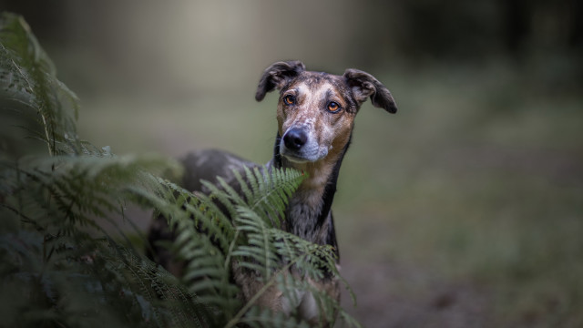Dog fern grass serious outdoors free wallpaper for desktop - medium preview image