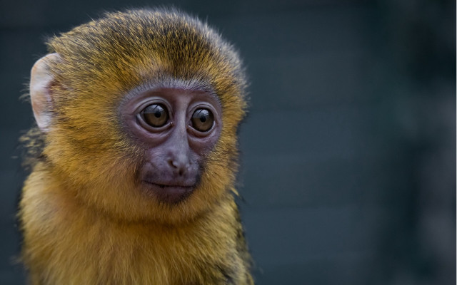 Small monkey long nose portrait #2 free wallpaper for desktop - medium preview image