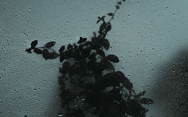 Plant window rain person astronaut free wallpaper for desktop - medium preview image