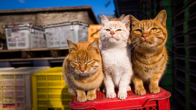 Three cats red chair yard free wallpaper for desktop - medium preview image