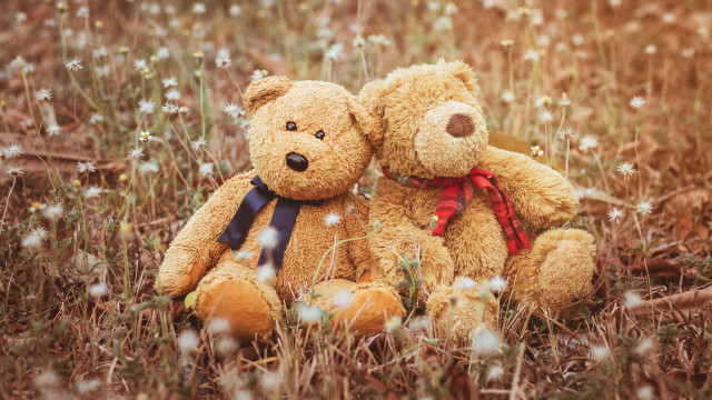 Teddy bears flower field christmas #2 free wallpaper for desktop - medium preview image