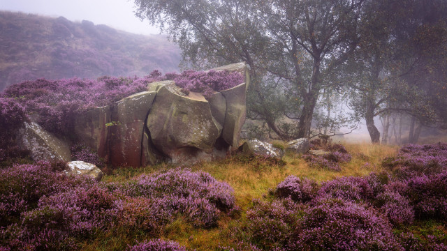 Large rock purple flowers foggy free wallpaper for desktop - medium preview image
