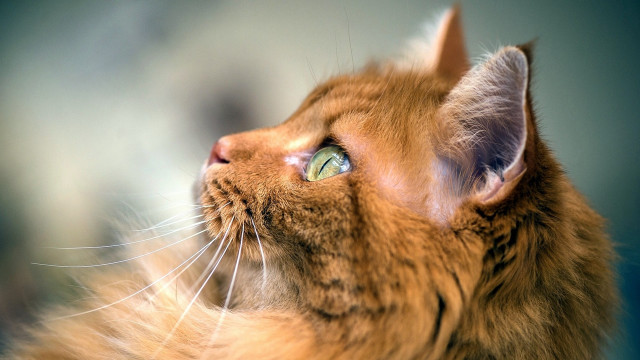 Cat closeup sky look blurry free wallpaper for desktop - medium preview image