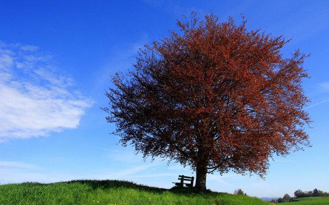 Tree bench hill autumn leaves free wallpaper for desktop - medium preview image