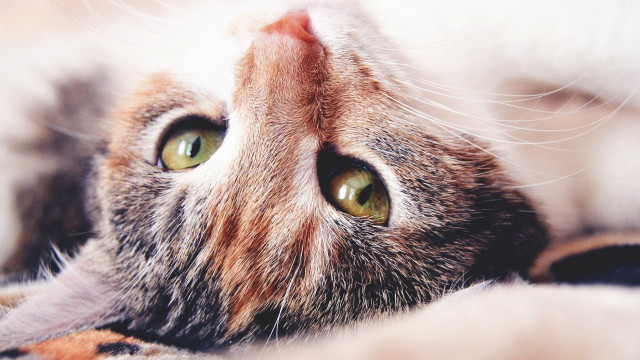 Cat laying on back photorealistic free wallpaper for desktop - medium preview image