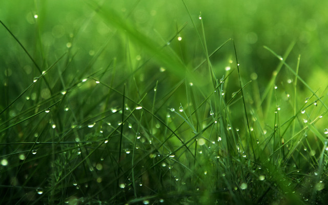 Grass water droplets macro nature #2 free wallpaper for desktop - medium preview image