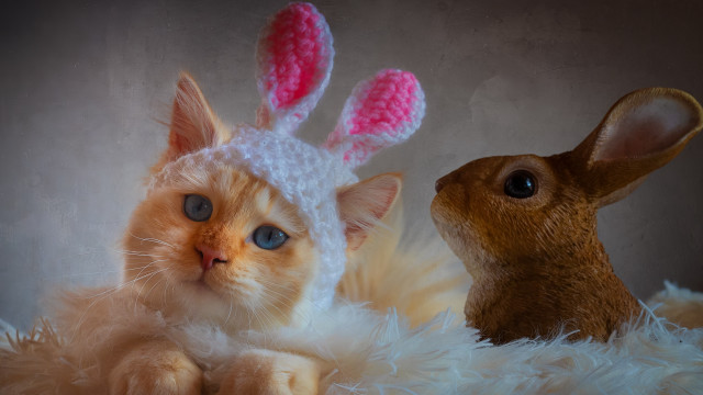 Cat rabbit knitted hats fluffy free wallpaper for desktop - medium preview image