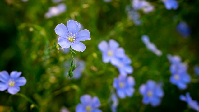Blue flower butterfly bokeh daisy free wallpaper for desktop - medium preview image
