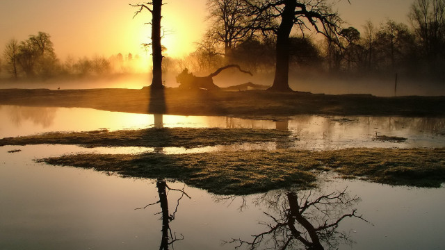 Pond forest fog backlit sunset free wallpaper for desktop - medium preview image