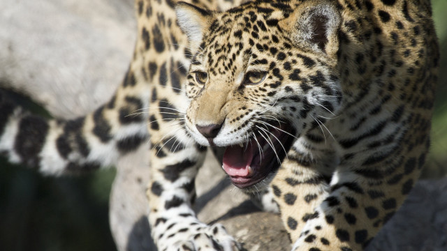 Leopard muzzle open sharp claws free wallpaper for desktop - medium preview image