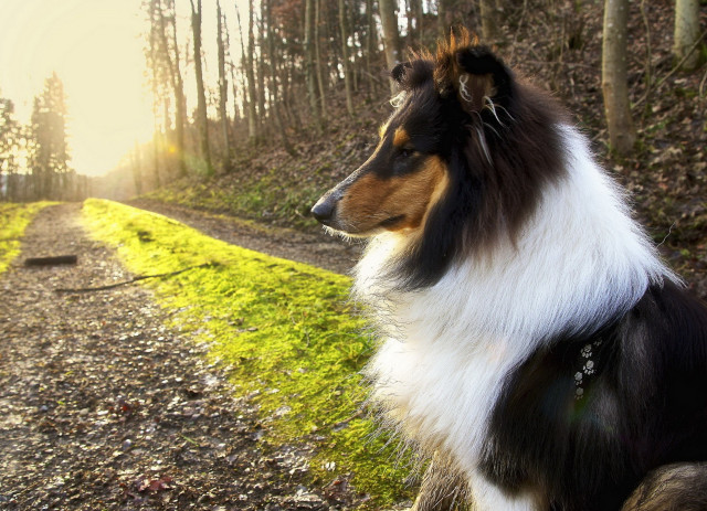 Dog woods sunlight photorealism lens free wallpaper for desktop - medium preview image