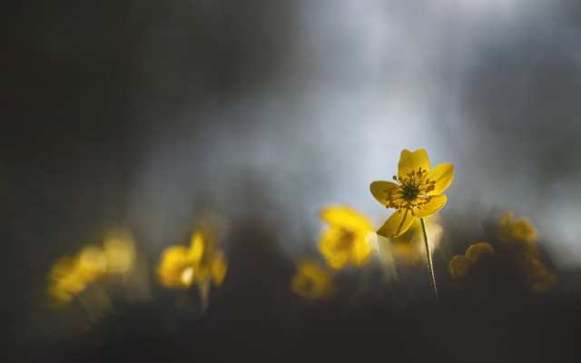 Yellow flower field macro art free wallpaper for desktop - medium preview image