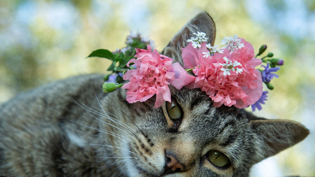 Cat flower crown laying table free wallpaper for desktop - medium preview image