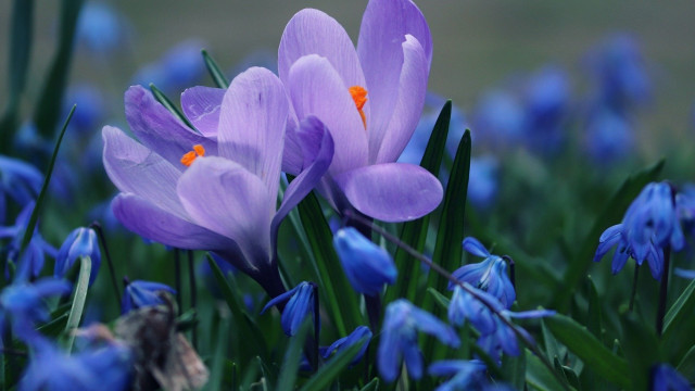 Purple flower bokeh blue butterfly free wallpaper for desktop - medium preview image