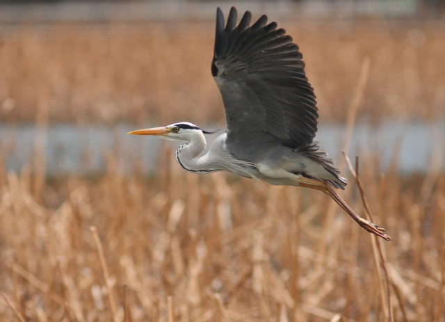 Bird eagle crow tiltshift water free wallpaper for desktop - medium preview image