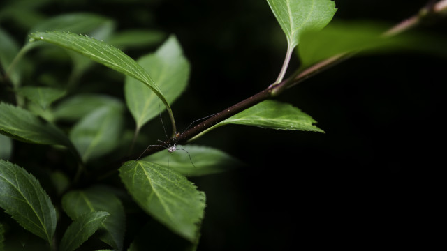 Branch leaves bug macro blurry free wallpaper for desktop - medium preview image