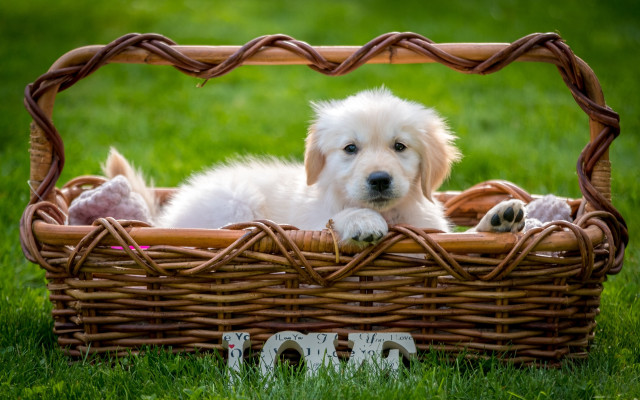 Dog basket grass paws resting free wallpaper for desktop - medium preview image