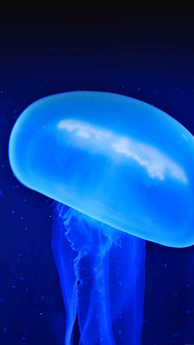 Blue jellyfish floating night dark #2 free wallpaper for mobile - medium preview image