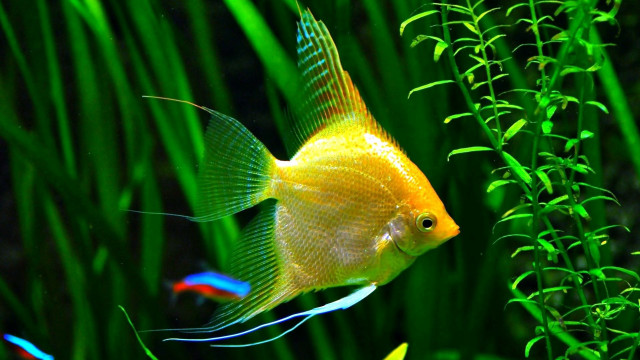 Yellow fish green aquarium plants free wallpaper for desktop - medium preview image