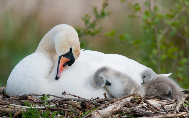 Mother swan babies nest grass free wallpaper for desktop - medium preview image